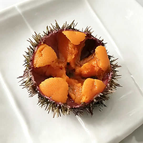 Fresh Sea Urchin